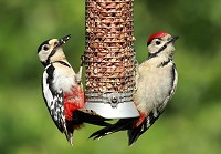 Great Spotted Woodpeckers on a bird feeder - Dendrocopus Major