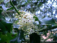 English Holly Flowers