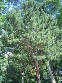 Scots Pine - Pinus sylvestris